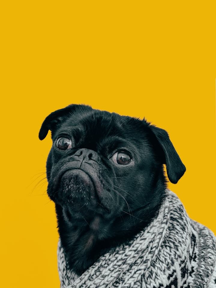 Illustrative pet care